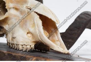 Photo Textures of Mouflon Skull 